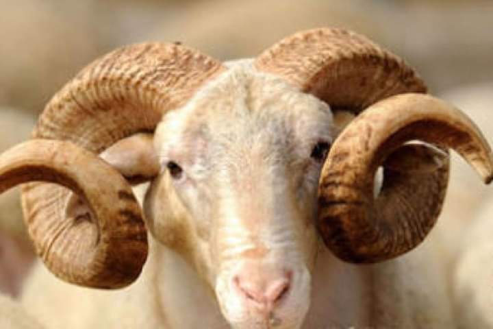 أسعار الأغنام والماعز تظل في نفس مستويات الموسم الفلاحي السابق