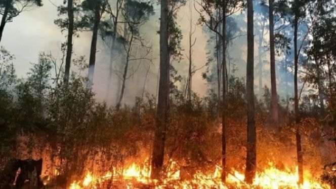 تعزيزات بشرية وتقنية جديدة لإخماد حريق غابوي بإقليم تطوان