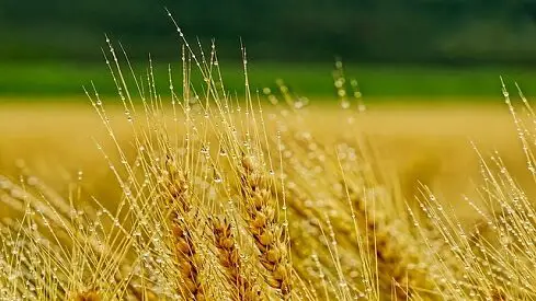 الأمم المتحدة تسعى لرفع كافة القيود على تأمين وشحن المواد الغذائية الروسية